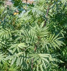 Black Mint Seeds 100mg - Heirloom Huacatay, Fragrant Culinary Herb, Tagetes minuta, High Yield for Gardens & Containers