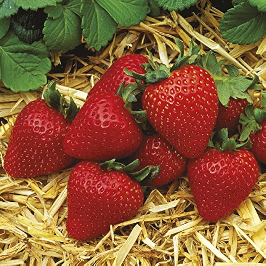 Everbearing Strawberry Plants 12 Bare Root Pack Albion Fragaria × ananassa Zones 4-9 Edible Fruit Garden Plants