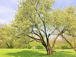 Washington Hawthorn Tree Live Bare Root Plant 18-24" Crataegus phaenopyrum, White Flowers, Red Berries, Thorny Branches