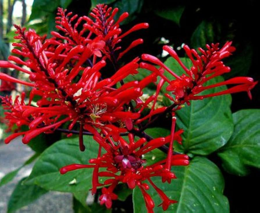 Odontonema Firespike Live Plant | Vibrant Red Blooms | Pagoda Flower | Odontonema strictum | Butterfly & Hummingbird Magnet