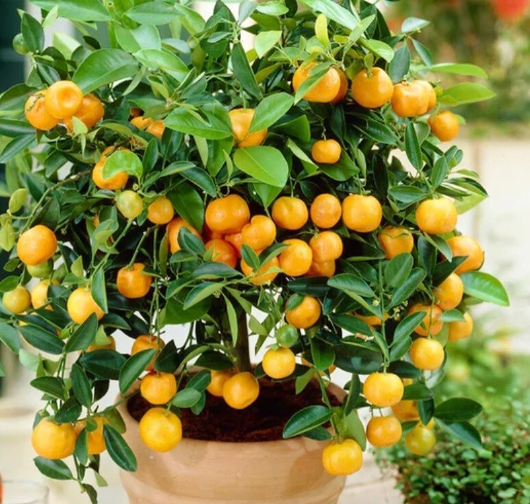 Calamondin Orange Tree Seedling | 4-6" Potted | Self-Pollinating Citrus | Citrus spp. | Zones 8-11