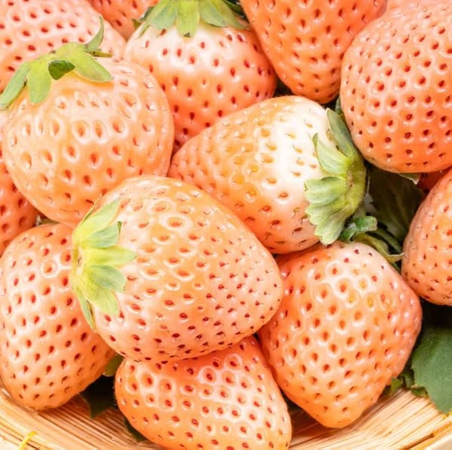 10 Bare Root Pineapple Strawberry Plants - Unique White Berries (Fragaria × ananassa) - Edible & Ornamental Garden Addition
