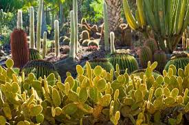 Opuntia Rufida Cutting 6-8 Inches - Yellow Glochids Bunny Ears Cactus - Easy Rooting, Hardy Desert Plant - Opuntia rufida