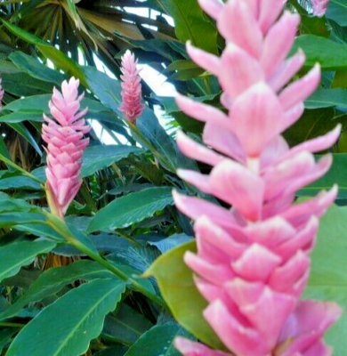 Arabic Ginger Rhizomes 3-4 oz Alpinia purpurata Tropical Flower Plant Red Ginger Zones 7-10 Part Shade Fast-Growing