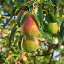 Ayers Pear Tree 12-18” Bare-Root | Heirloom Variety | Sweet Dessert Pears | Pyrus | Hardy & Disease-Resistant