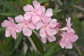 7 Live 6” Unrooted Pink Oleander Cuttings | Nerium Oleander | Drought-Tolerant Evergreen Flowering Hedge | Fast-Growing Shrub