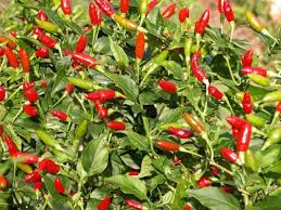 Firecracker Pepper Seeds - 20 Non-GMO Heirloom Seeds, Extra Spicy, High Yield, Capsicum annuum, Easy to Grow