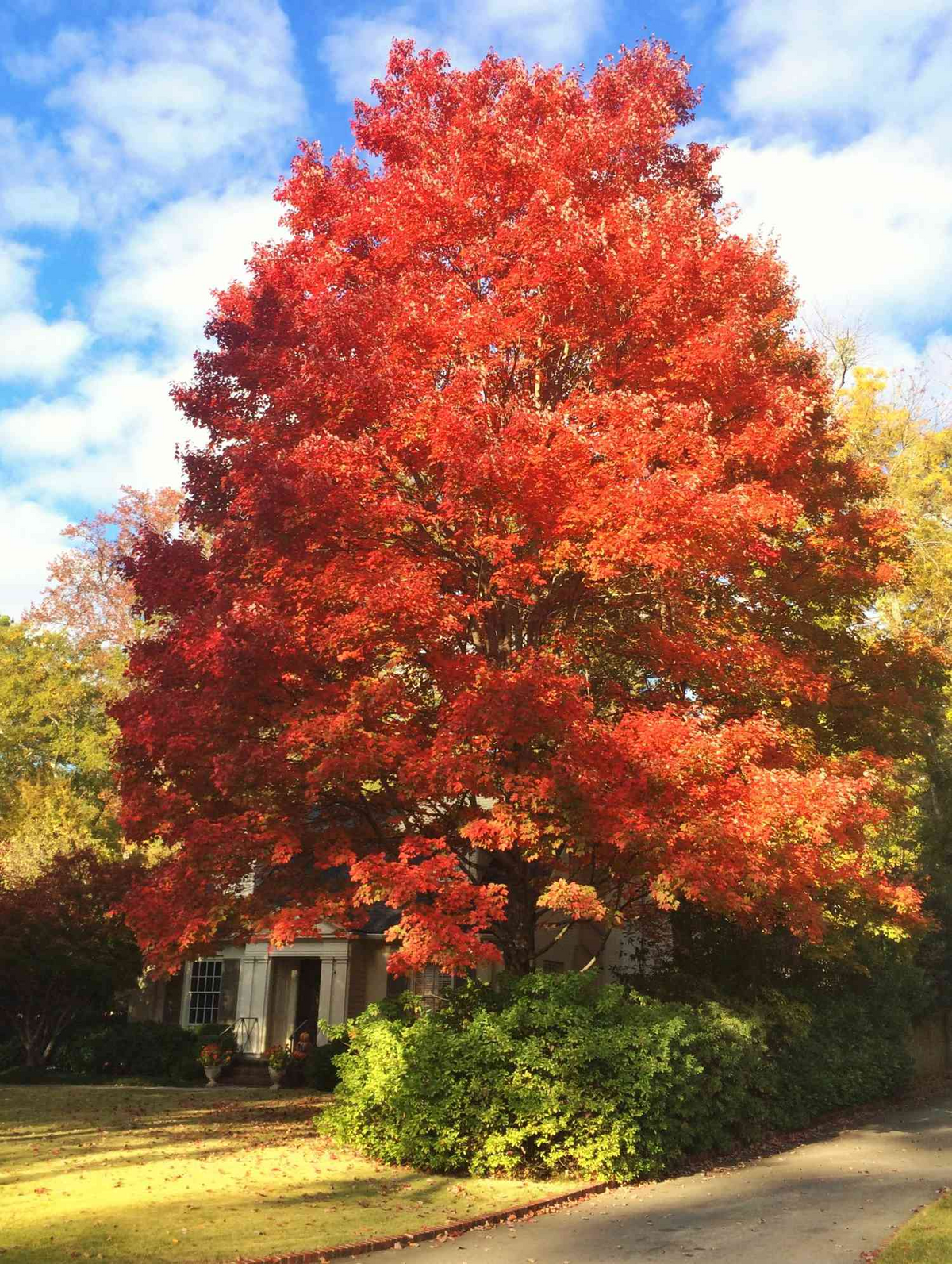 Red Maple Tree Seedlings 8-12" Live Starter Trees Acer rubrum Hardy Shade Trees for Landscaping USA Grown