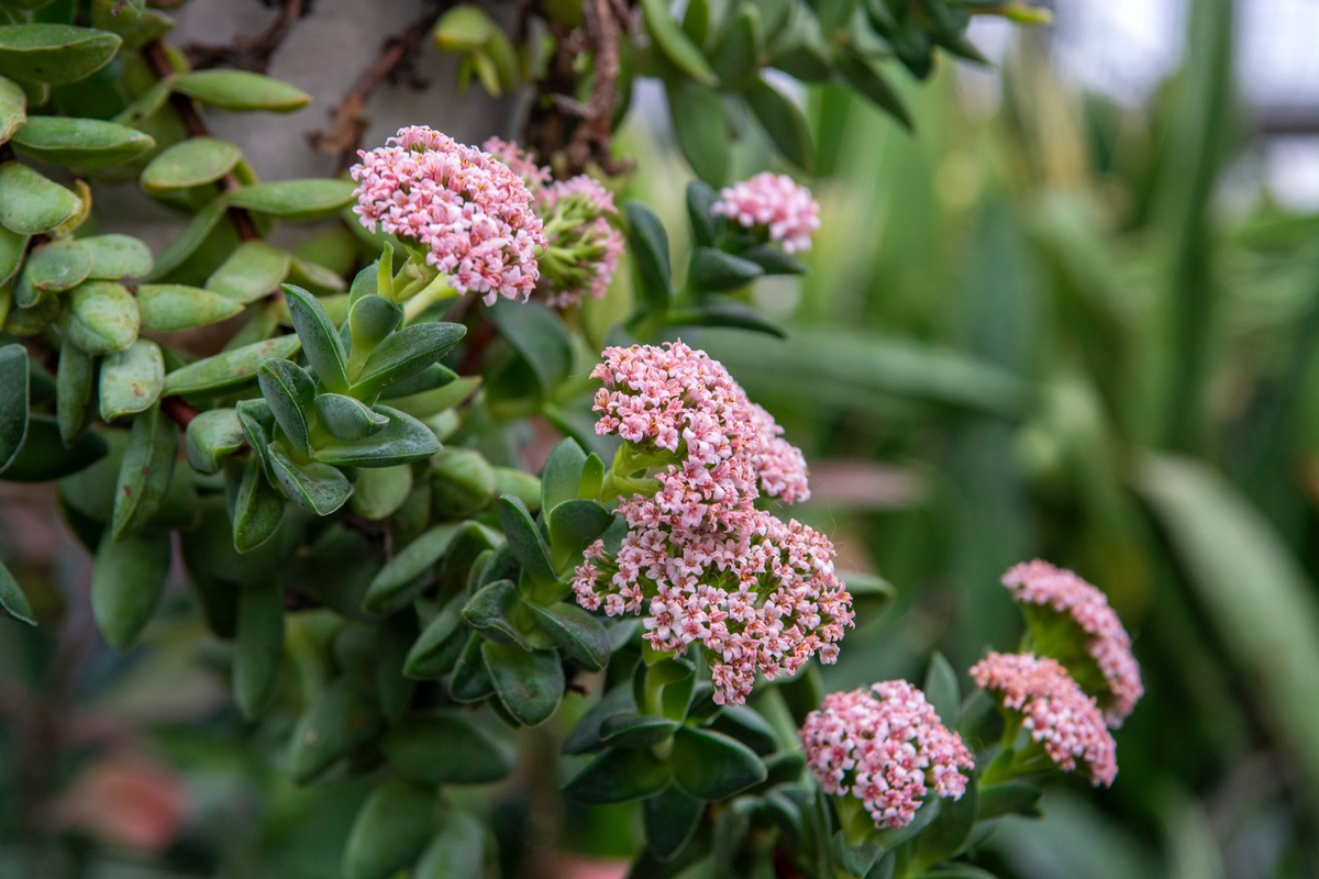 Crassula ‘Springtime’ Bride's Bouquet Succulent | 1 Bare Root Live Plant | Compact Pink Blooms | Easy-Care Houseplant