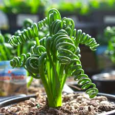 Corkscrew Succulent Bulb - 1 Large Albuca Spiralis ‘Frizzle Sizzle’ - Unique Spiral Leaves for Indoor & Garden Use