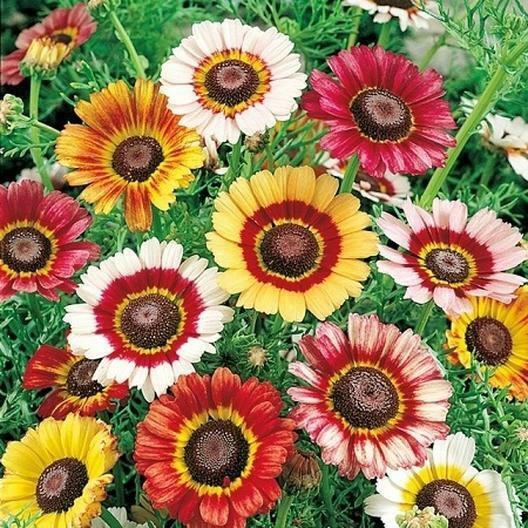 Painted Daisy Seeds - Non-GMO, Yellow/Red/White Blooms, Attracts Pollinators, Drought Tolerant, Chrysanthemum carinatum