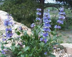 Payette Penstemon Seeds 100mg - Violet-Blue Wildflower for Pollinator Gardens, Penstemon payettensis, Drought-Tolerant Perennial