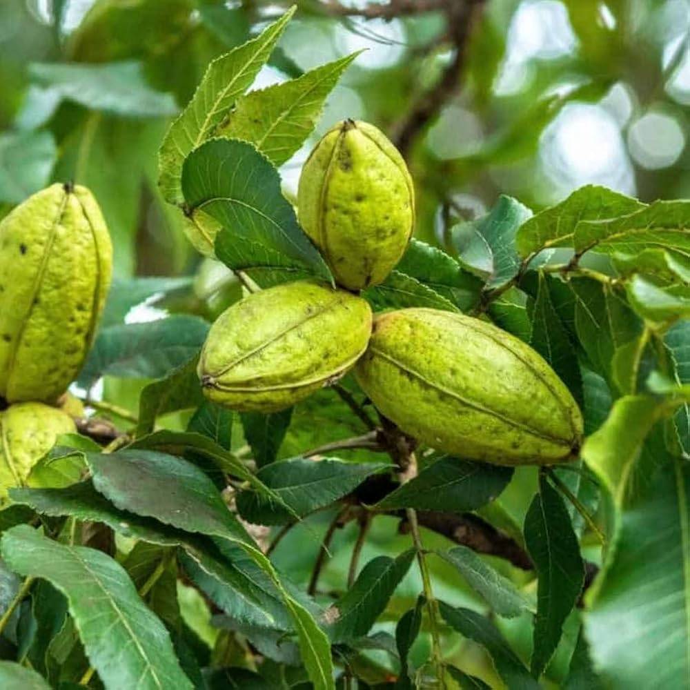2 Live Bare-Root Seedlings Hardy Pecan Trees Carya illinoinensis Nut-Producing Fast-Growing Shade Trees