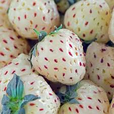 6 Bare Root Pineapple Strawberry Plants - Unique White Strawberries, Fragaria × ananassa, Edible Fruit for Garden or Containers