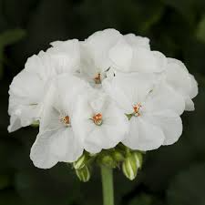 Geranium Cuttings 6" Unrooted Pelargonium Zonal ‘White’ | Easy-Care, Drought-Tolerant, Pollinator-Friendly Flowering Plant