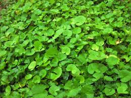 Pennywort Live Plants 15 Bare Root Centella asiatica Aquatic Herb Easy to Grow Green Leaves for Water Gardens