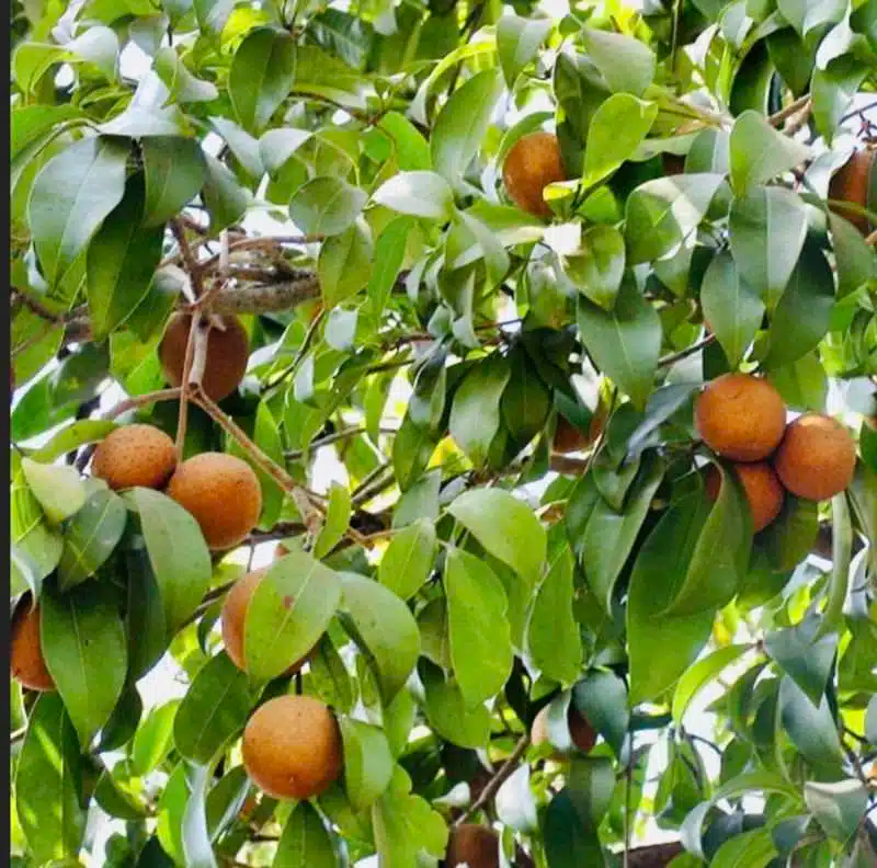 Grafted Sapodilla Tree 12"-24” - Early Fruiting Sweet Zapote Fruit - Manilkara zapota - Tropical Live Fruit Plant