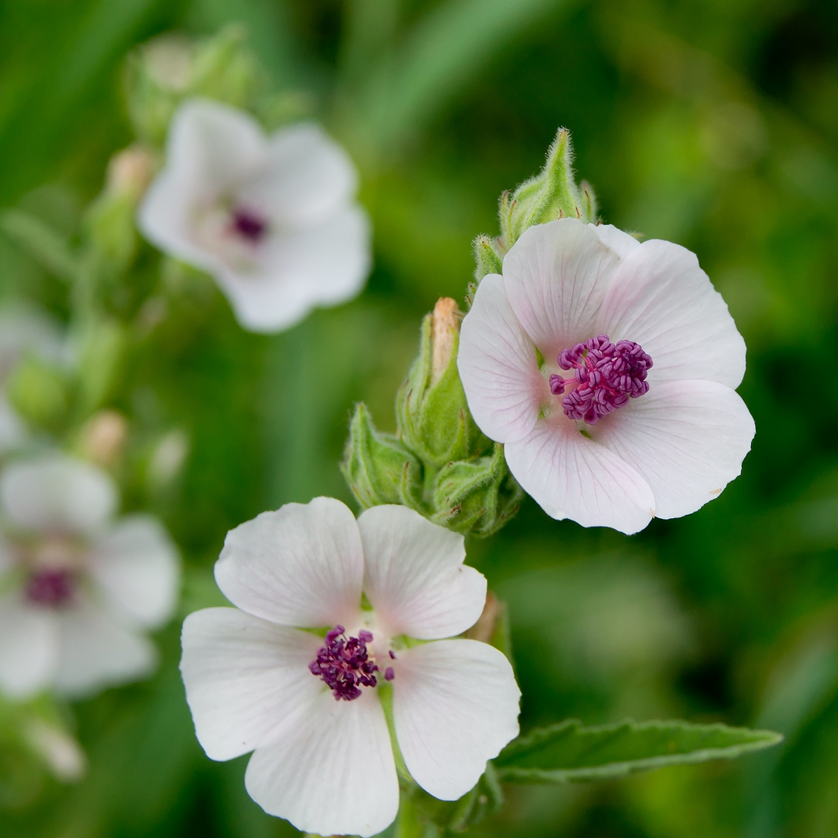 50 Marshmallow Seeds - Althaea Officinalis - Pink Blooms - Medicinal & Culinary Herb - Non-GMO - USA Seller