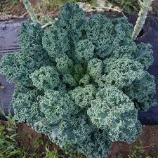 Dwarf Blue Curled Scotch Kale Seeds - 1,500 Non-GMO Heirloom, Cold Hardy Brassica oleracea for Flavorful Greens