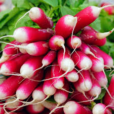 French Breakfast Radish Seeds | 200 Non-GMO Seeds | Scarlet Roots with White Tips | Raphanus sativus | Fast Growing