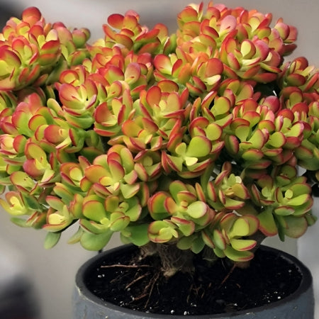 Bare Root Live Plant 8" Crassula Ovata ‘Crosby’s Compact’ Jade Plant - Dwarf Succulent, Low-Maintenance Indoor/Outdoor Houseplant