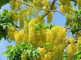 100 Golden Shower Tree Seeds - Cassia Bicapsularis - Yellow Flowers, Butterfly Host, Low Water Use, Winter Bloomer