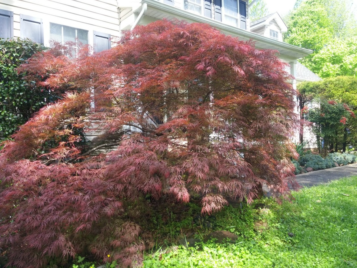 10 Unrooted Cuttings Japanese Maple 'Garnet' Acer palmatum Weeping Tree for Rooting & Grafting 6-7 inches