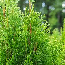 Arborvitae Cuttings 10 Pack - Emerald Green Thuja (Thuja occidentalis 'Emerald Green') - Fresh Rooting Shrub Cuttings