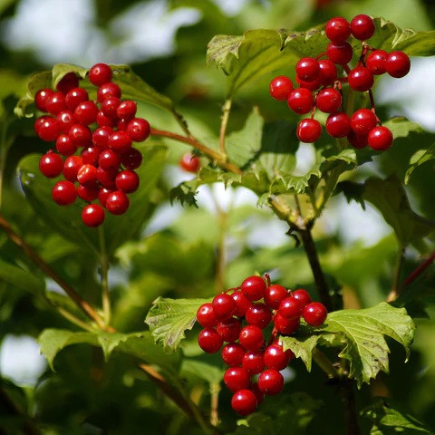 Live Bare Root American Cranberry Bush 12"-14" Viburnum trilobum Hardy Edible Berry Shrub for Hedges and Wildlife