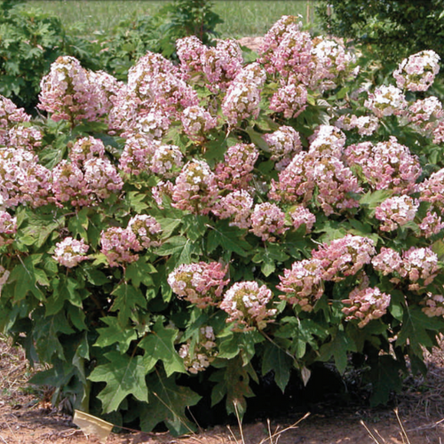Munchkin Dwarf Oakleaf Hydrangea Starter Plant 6-12 Inch | Compact Shrub with White to Pink Blooms | Hydrangea quercifolia