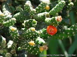 Unrooted Cactus Cutting 4-7" Consolea moniliformis | Rare Opuntia Species | Easy Rooting Cactus Pad for Planting