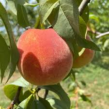 Bare Root Harvester Peach Tree 2-3 Ft Live Fruit Tree Prunus Persica - Sweet Freestone Peaches for Home Garden
