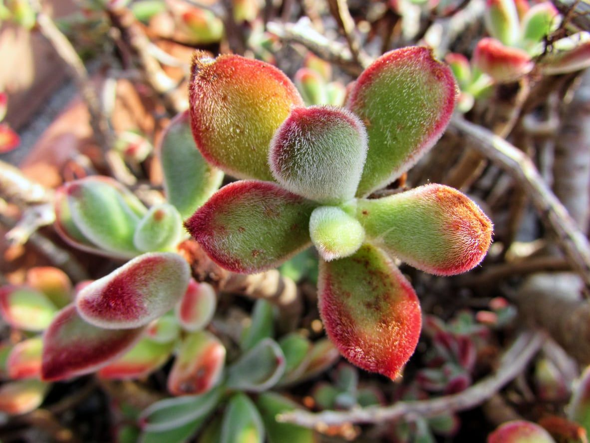 Echeveria Pulvinata ‘Plush Chenille’ | 3 Rooted Cuttings 1" | Fuzzy Succulent with Red-Tipped Leaves | Drought-Tolerant Plant