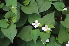 15 Live Fish Mint Plants, Houttuynia cordata, Bare Root Perennial Herb, Edible Ground Cover, Asian Culinary Use