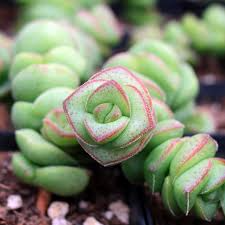 Crassula 'Jade Necklace' Succulent Plant - Rare Easy Care, Green with Red Edges, Crassula rupestris subsp. marnieriana