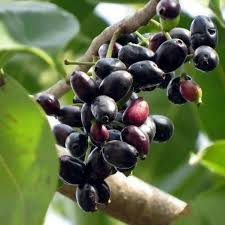 Black Java Plum Tree 12” Live Indian Jamun Fruit Plant Syzygium cumini – Tropical Fast-Growing Edible Fruit Tree