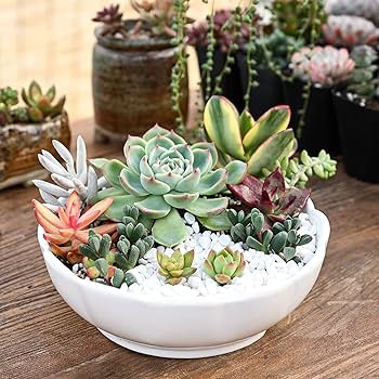 30 Mini Colorful Succulent Cuttings - Unrooted Variety for DIY Arrangements & Propagation - Ideal for Craft Projects