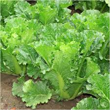150 Seeds Chinese Heading Cabbage Michihli - Brassica rapa Heirloom Seeds for Gardening & Crisp Harvests