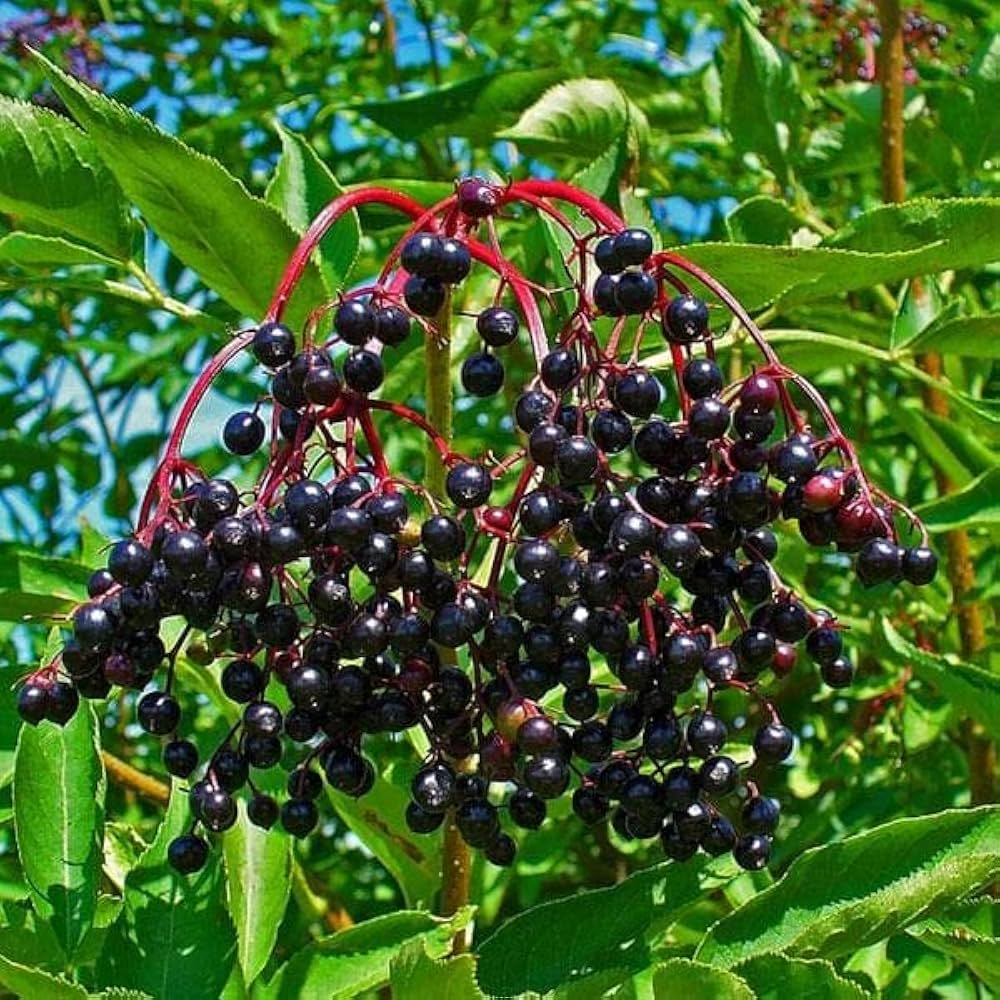 3 Rooted Cuttings Wild Elderberry Plants - Organic Sambucus nigra for Home Garden, Herbal Use, Rare Variety