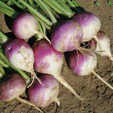 Turnip Seeds 1g Heirloom Purple Top White Globe Brassica rapa | Mild Crisp Flavor, High Yield, Container Friendly
