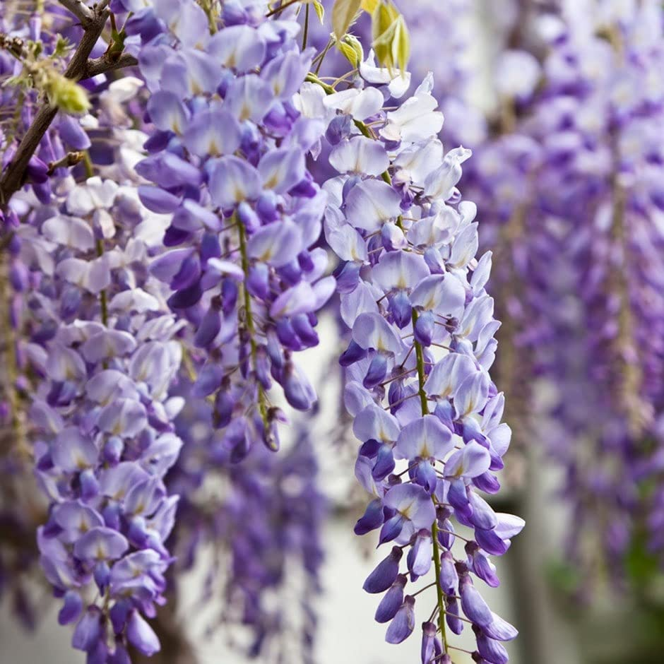 Bare Root Blue Chinese Wisteria Tree 1-2 Ft, Wisteria sinensis, Fragrant Lavender-Blue Blooms, Ready to Plant