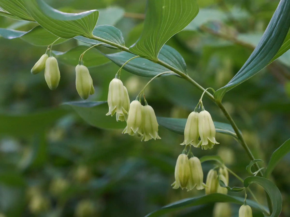 5 Bare Root True Solomon's Seal Plants, Shade-Loving Wildflowers, Polygonatum biflorum, Fragrant Bell Flowers