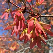 10 Acer Tataricum Seeds, Tatarian Maple Tree, Hardy Deciduous Ornamental Shade Tree, Wildlife-Friendly, Compact Foliage