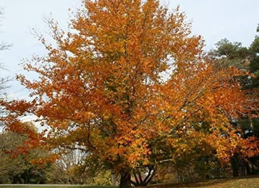 American Beech Tree - Live Bare Root Plant 1-2 Feet - Fagus grandifolia - Shade Tree for Zones 3-9 - Wildlife-Friendly