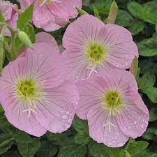 Evening Primrose Seeds 100mg Yellow Oenothera biennis Biennial Night Blooming Pollinator Friendly Wildflower Seeds