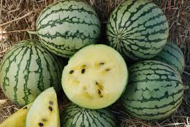 Yellow Petite Watermelon Seeds - Heirloom Non-GMO - Citrullus Lanatus - Sweet Yellow Flesh for Small Gardens - 70 Days to Maturity