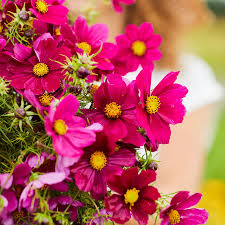 Cosmos Dazzler Seeds 1g - Deep Magenta Annual Flower, Pollinator Friendly, Easy Grow Cut Flower, Cosmos bipinnatus