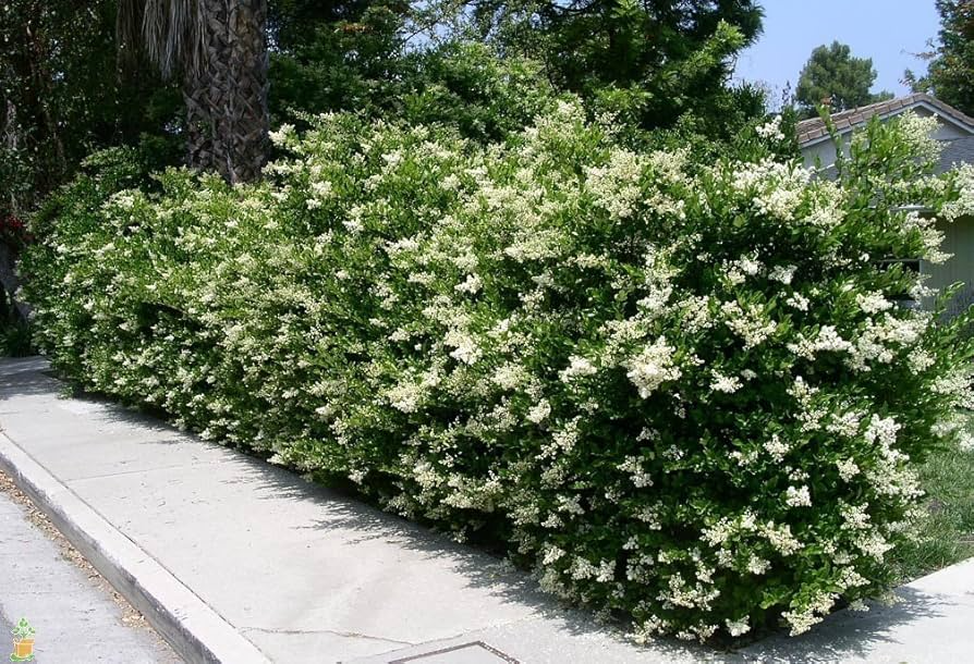 20 Unrooted Cuttings Ligustrum Glossy Privet 8" Evergreen Waxleaf Fast Growing Dense Shrub for Privacy Hedge Ligustrum lucidum