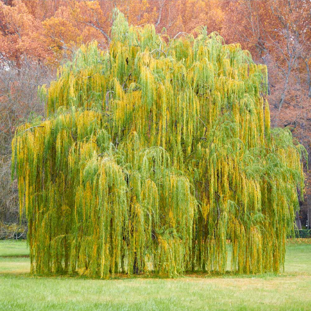 Weeping Willow Tree Live Bare Root Plant 2-3 Feet Fast-Growing Ornamental Salix babylonica