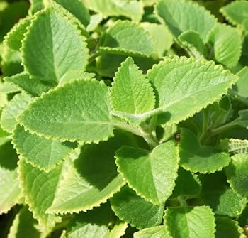 Cuban Oregano Starter Plants - 2 Live Herbs, Mexican Mint, Plectranthus amboinicus, Well-Rooted, Bare Root, Culinary Use